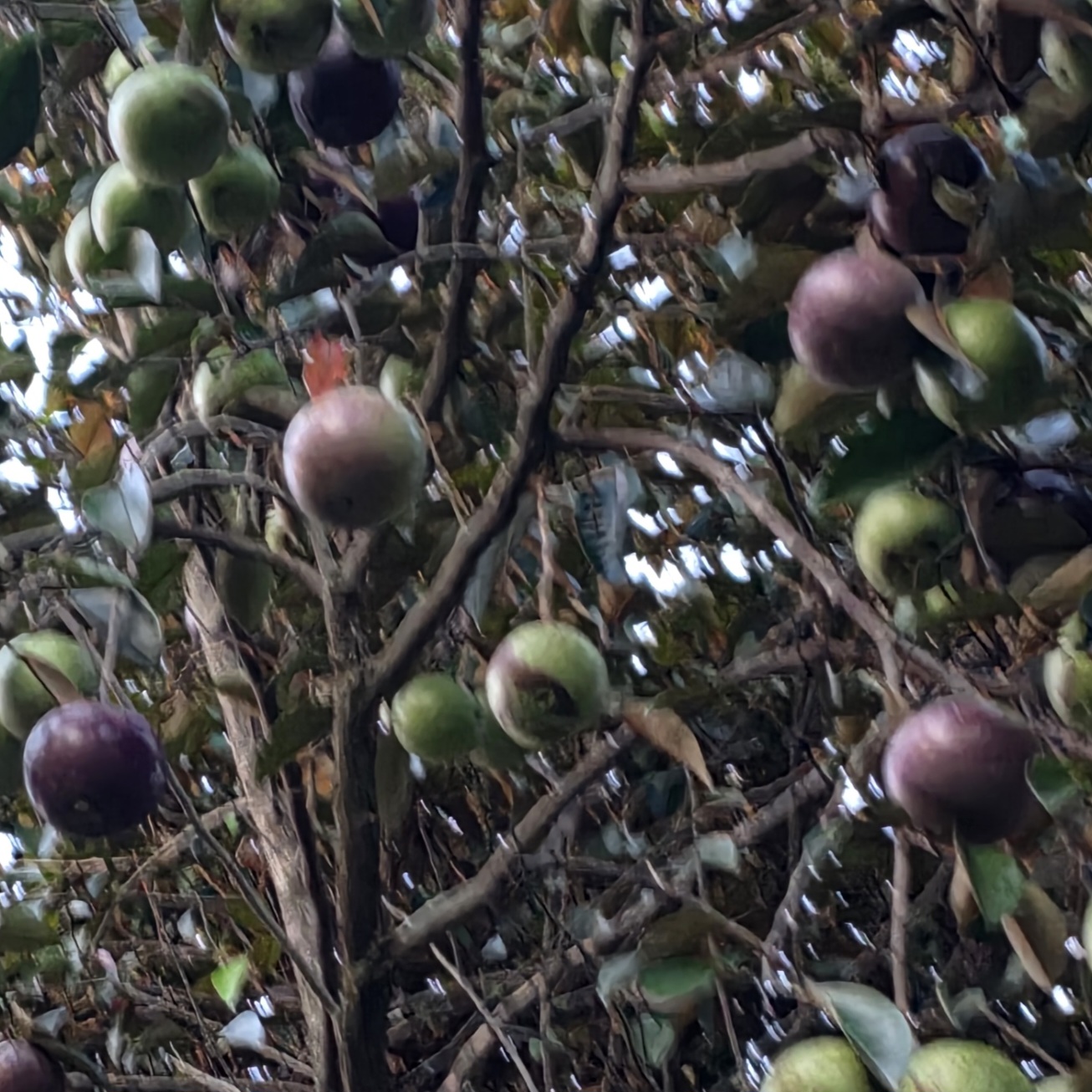 Purple star apple